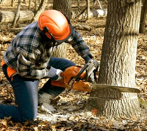 Tree Removal in Hood, VA